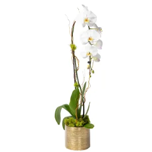 Orchid Plant