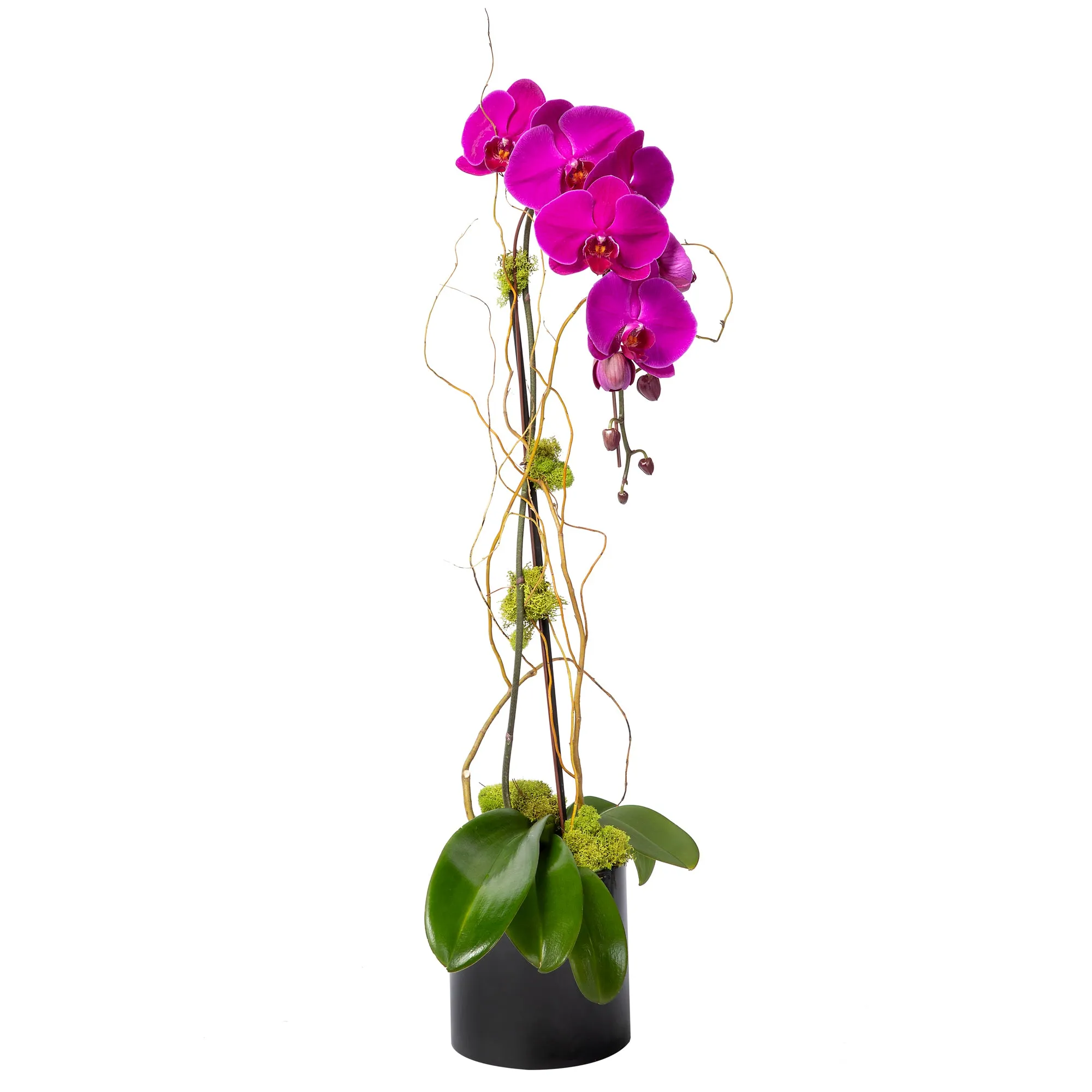 Orchid Plant