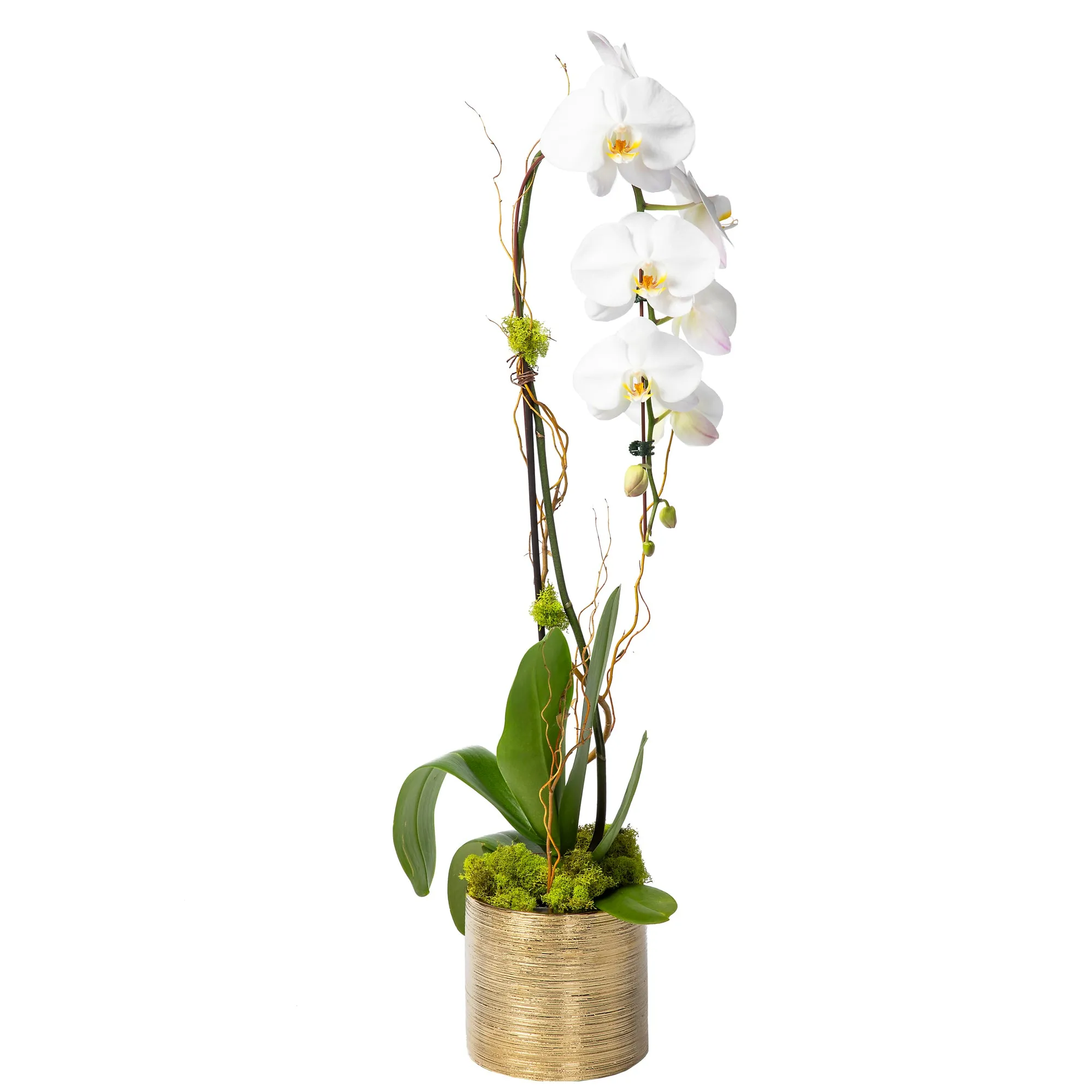 Orchid Plant